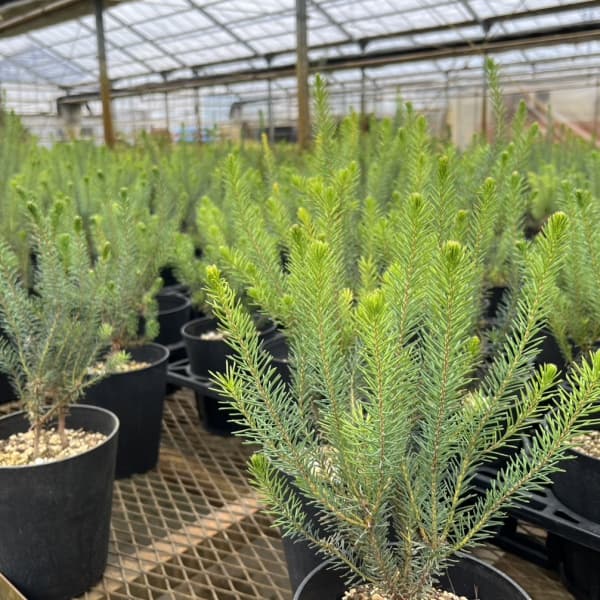 バンクシア：ヌタンス5号鉢植え