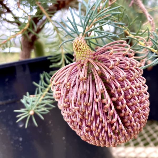 バンクシア：ヌタンス5号鉢植え