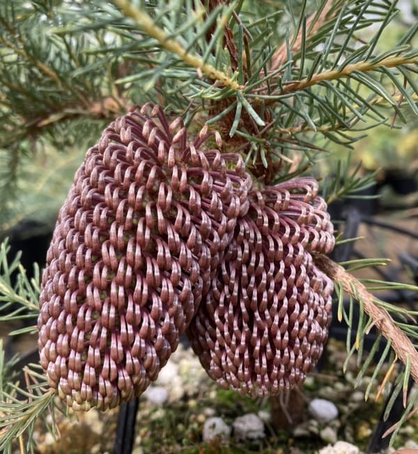 バンクシア：ヌタンス5号鉢植え
