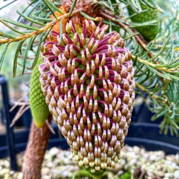 バンクシア：ヌタンス5号鉢植え
