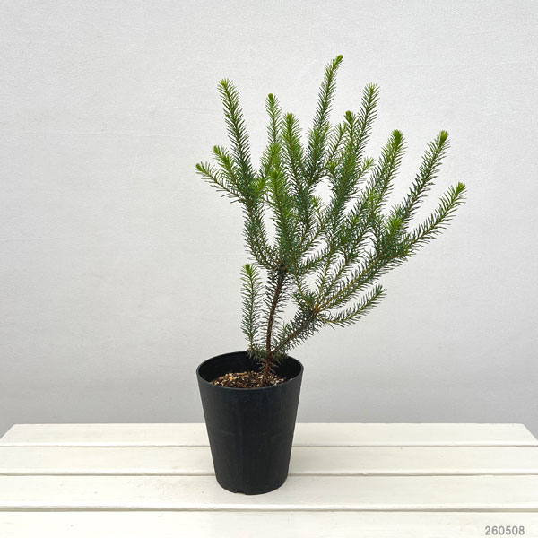 園芸ネット本店｜バンクシア：ヌタンス5号鉢植え の通販【公式】