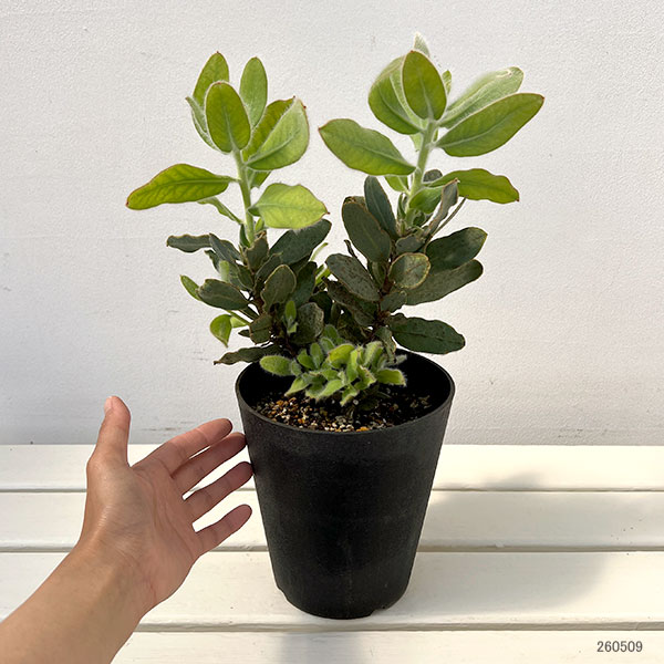 プロテア：マグニフィカ（クイーンプロテア）5号鉢植え