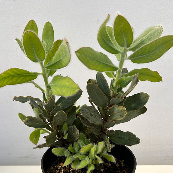 プロテア：マグニフィカ（クイーンプロテア）5号鉢植え