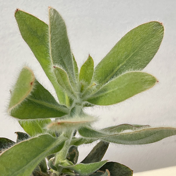 プロテア：マグニフィカ（クイーンプロテア）5号鉢植え