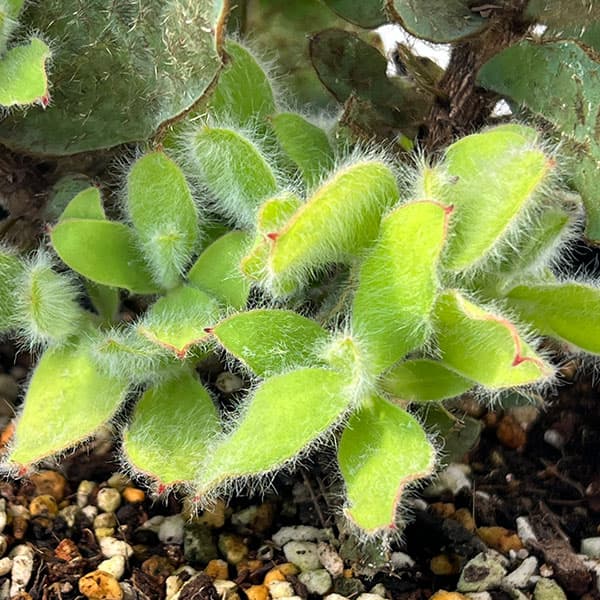 プロテア：マグニフィカ（クイーンプロテア）5号鉢植え