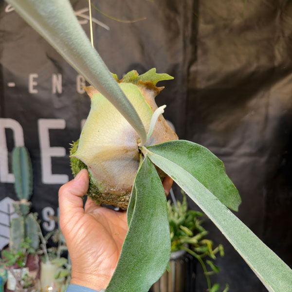 ビカクシダ（コウモリラン）：ベイチー　コケ玉仕立て