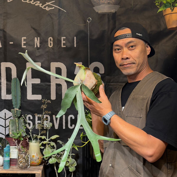 ビカクシダ（コウモリラン）：ベイチー　コケ玉仕立て