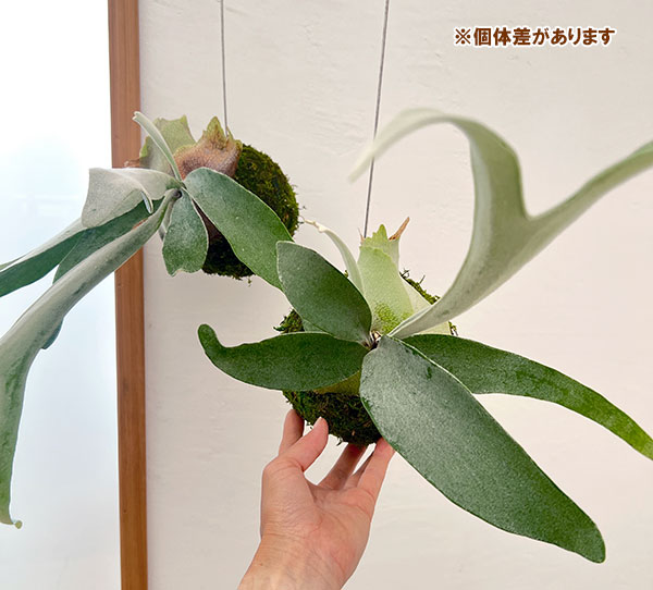 ビカクシダ(コウモリラン):ベイチー コケ玉仕立て