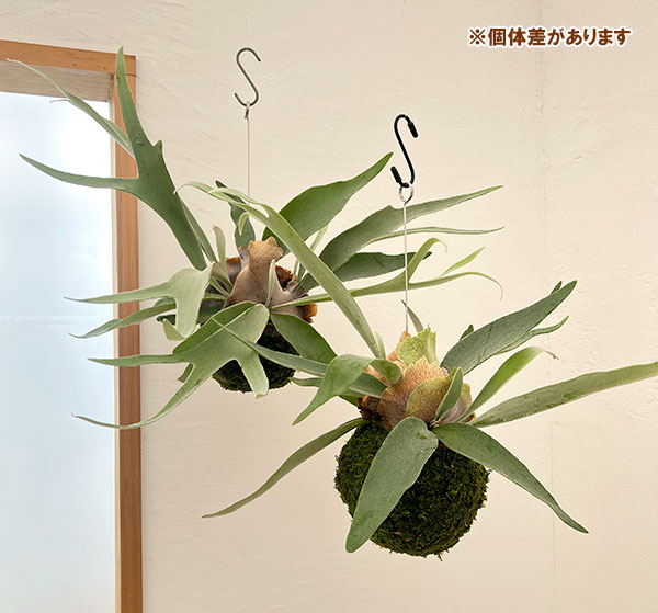 ビカクシダ(コウモリラン):ベイチー コケ玉仕立て(Lサイズ)