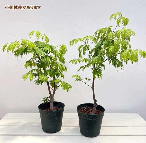 モミジ(カエデ):舞孔雀(まいくじゃく)5号ポット