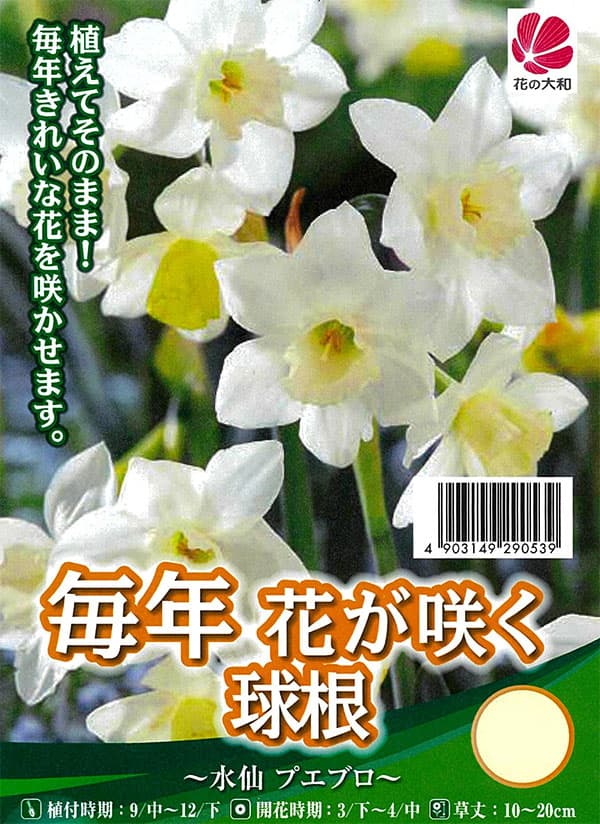 [26年9月中下旬予約]水仙：プエブロ 3球入り