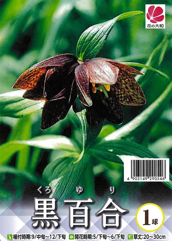 [26年10月中下旬予約]ユリ：黒ゆり（クロユリ）1球入り