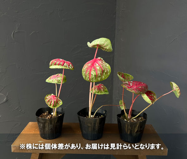 カラジウム:トーラ 3.5号ポット