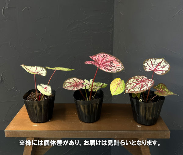 カラジウム:プリンセスムーン 3.5号ポット