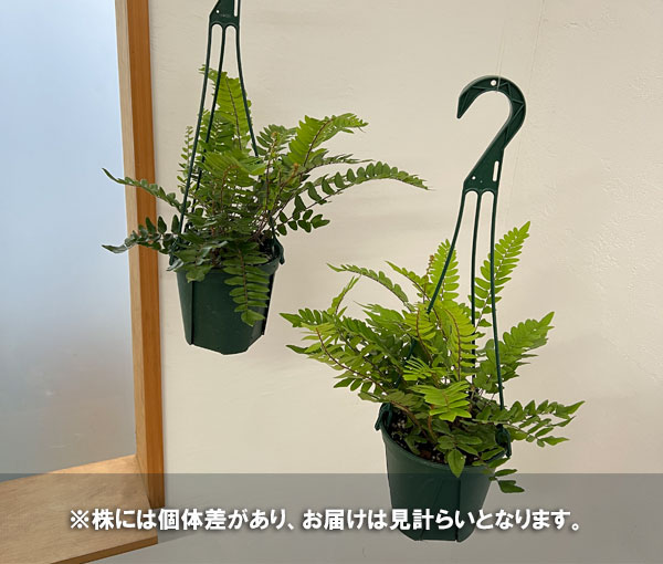 ペラエア:ファルカタ 5号吊り鉢