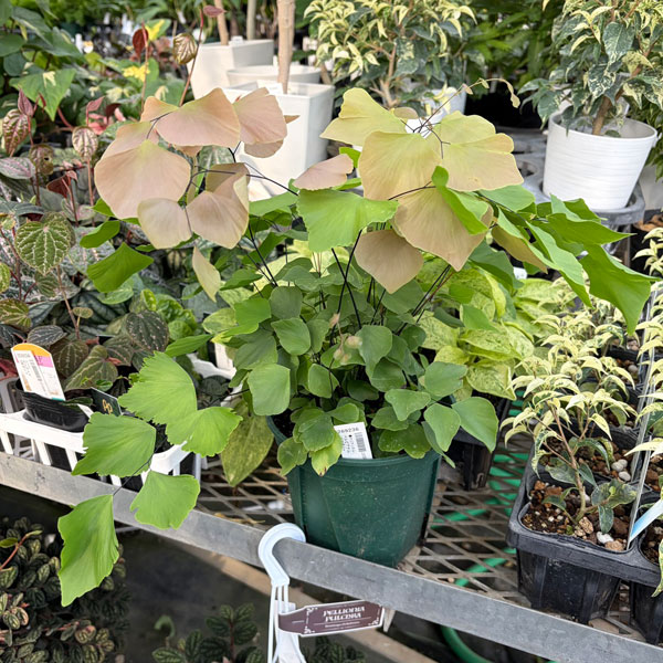 アジアンタム：ペルビアナム　5号鉢植え*