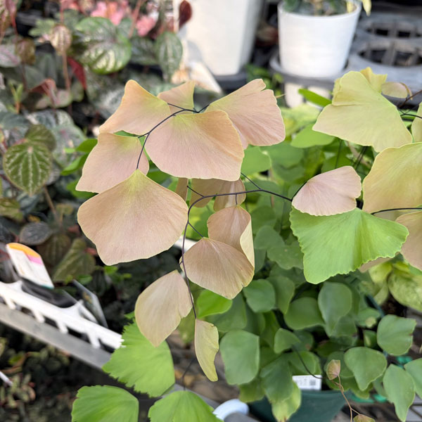 アジアンタム：ペルビアナム　5号鉢植え*