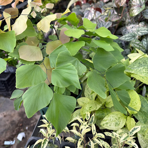 アジアンタム：ペルビアナム　5号鉢植え*
