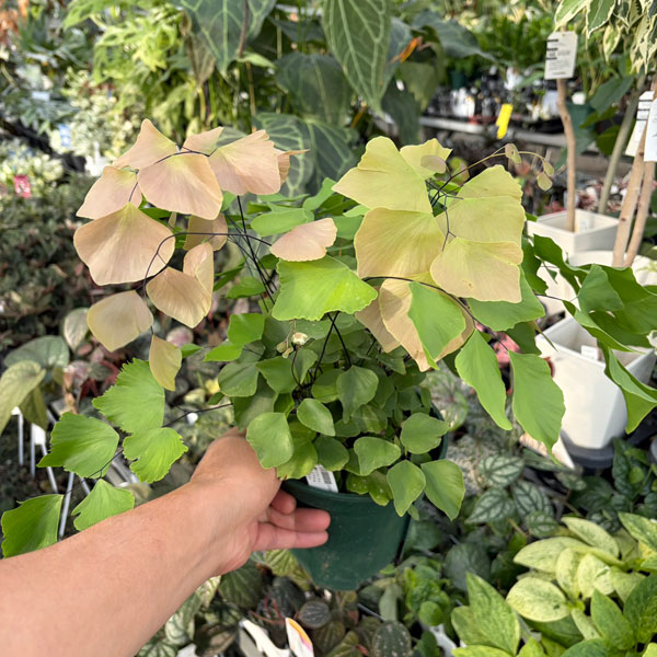アジアンタム：ペルビアナム　5号鉢植え*