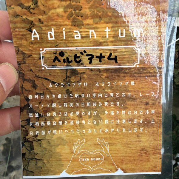 アジアンタム：ペルビアナム　5号鉢植え*