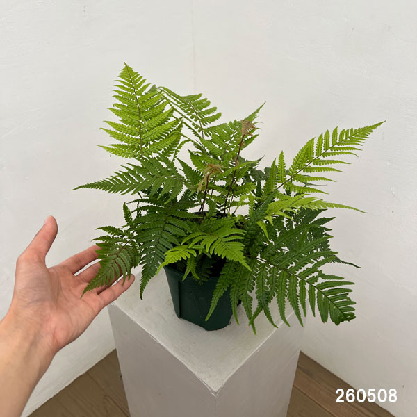 ドリオプテリス：レピドボダ　5号鉢植え