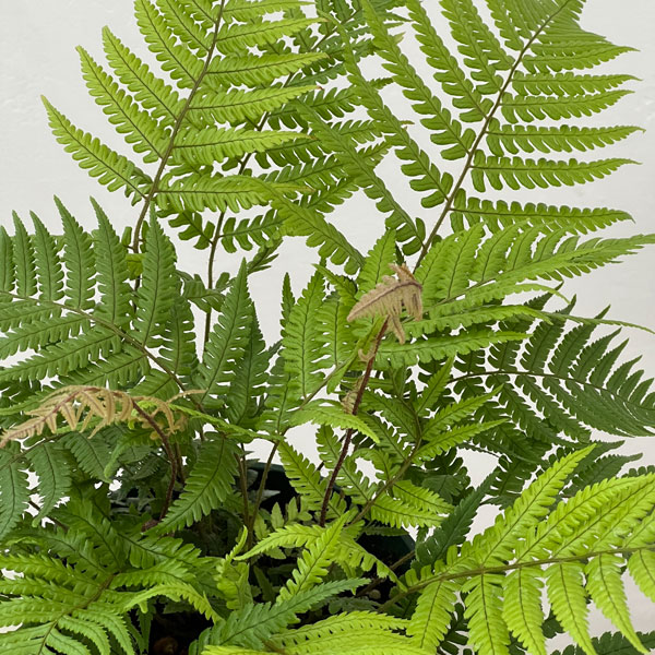ドリオプテリス：レピドボダ　5号鉢植え