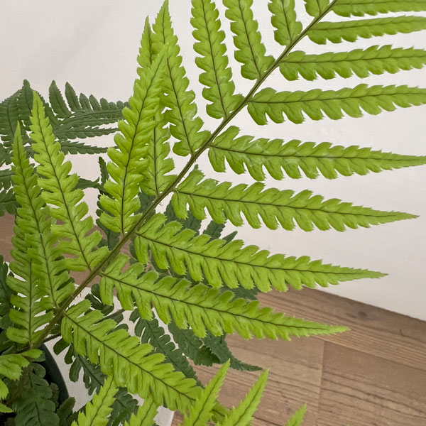 ドリオプテリス：レピドボダ　5号鉢植え