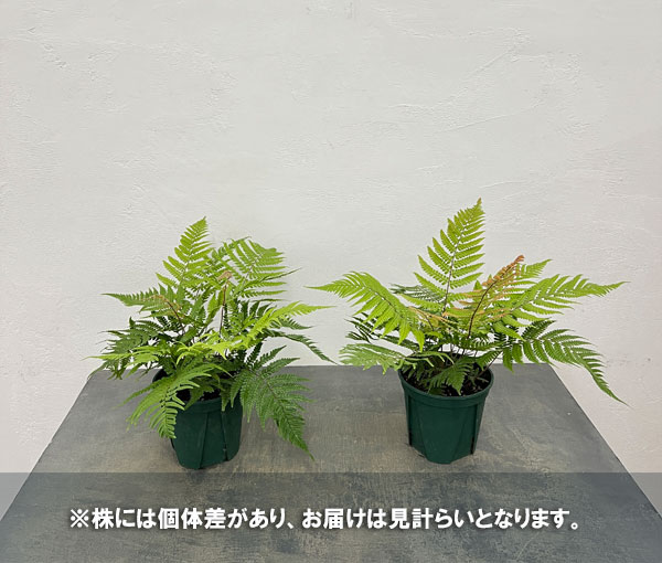 ドリオプテリス：レピドボダ　5号鉢植え