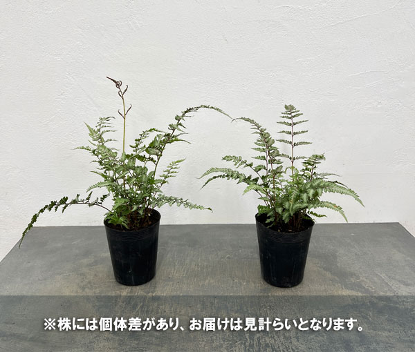 シダ:ニシキシダ ピューターレース 3.5号ポット*