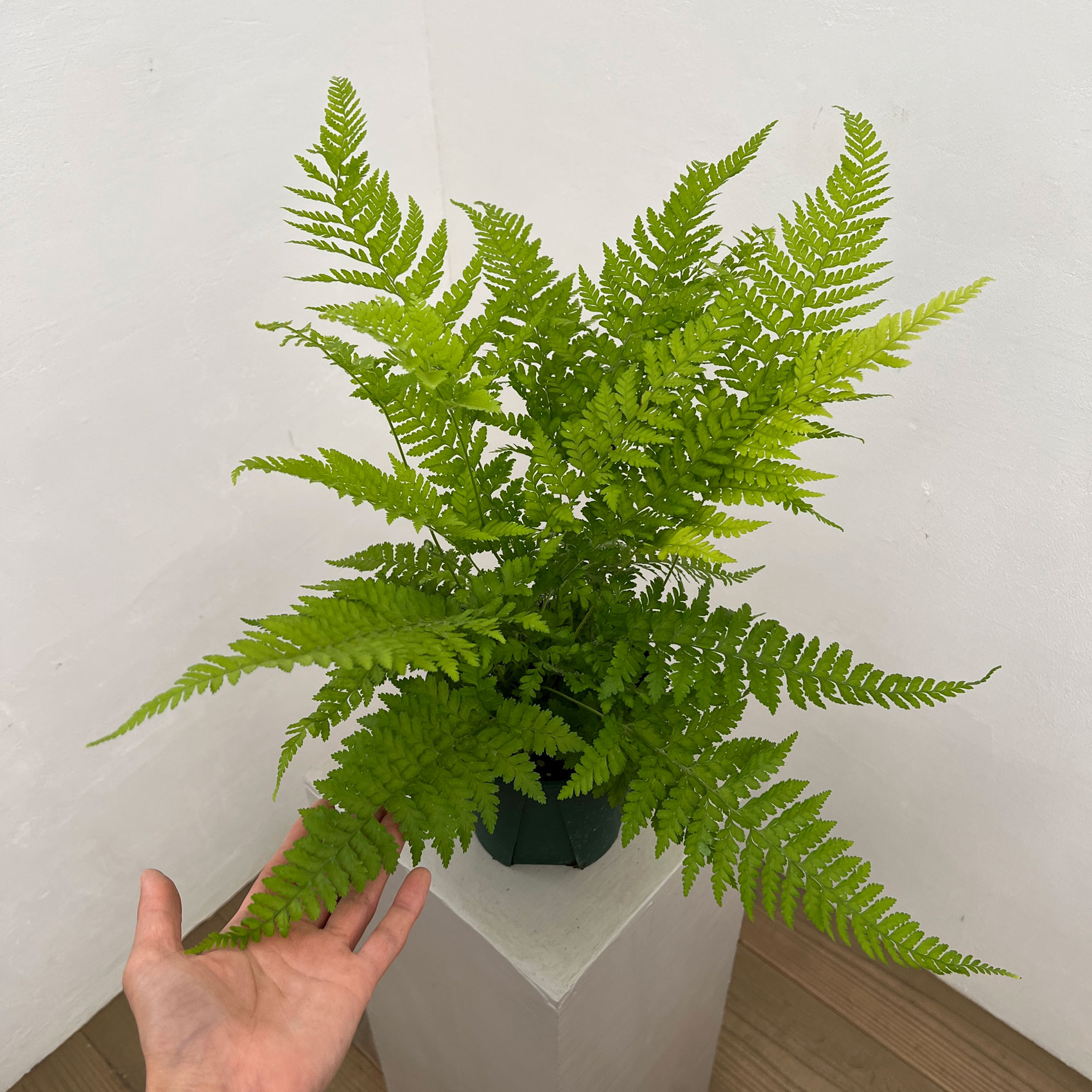 ミクロレピア:ストリゴサ 5号鉢植え