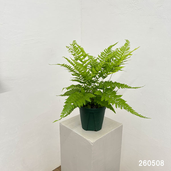 ミクロレピア:ストリゴサ 5号鉢植え