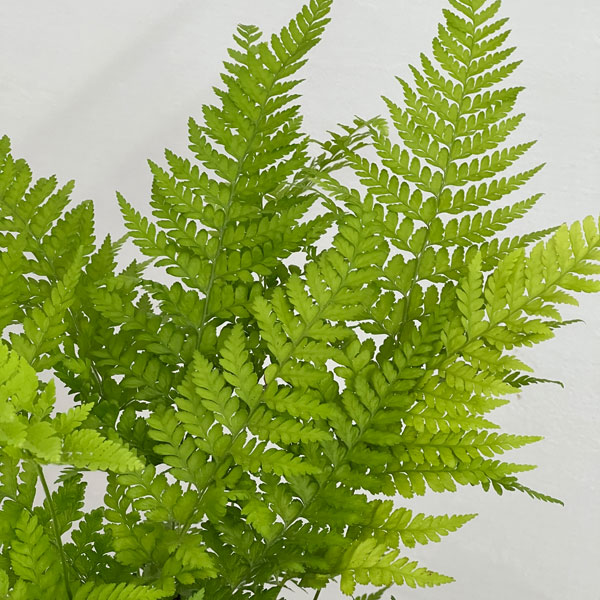 ミクロレピア:ストリゴサ 5号鉢植え