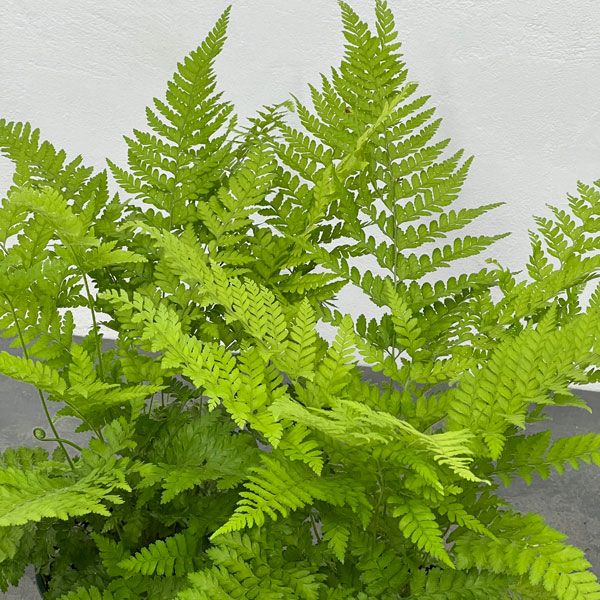 ミクロレピア:ストリゴサ 5号鉢植え