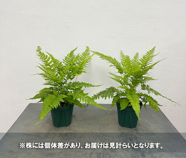 ミクロレピア:ストリゴサ 5号鉢植え