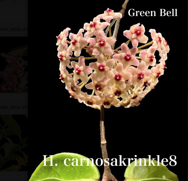 ホヤ：カルノーサ　クリンクルエイト（花芽もしくは花座付き）　3.5号ポット