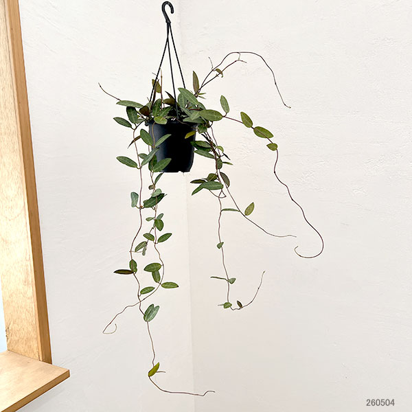 ホヤ：エリプティカ（花芽もしくは花座付き）　4号吊り鉢*