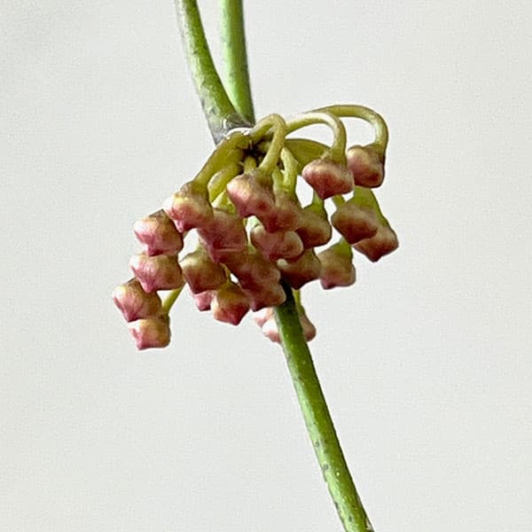 ホヤ：メモリア（花芽もしくは花座付き）　4号吊り鉢