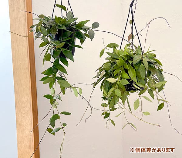 ホヤ：メモリア（花芽もしくは花座付き）　4号吊り鉢