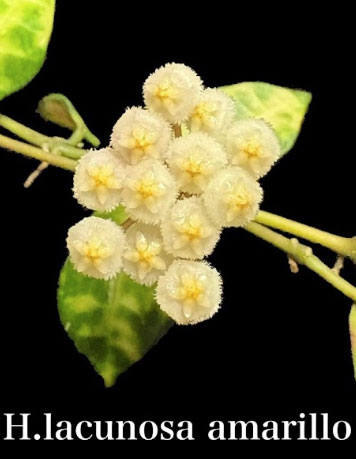 ホヤ：ラクノーサ　アマリーロ（花芽もしくは花座付き）　3号吊り鉢