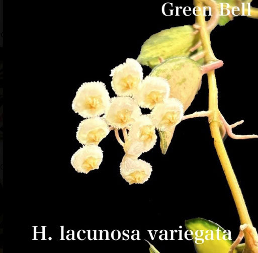 ホヤ：ラクノーサ　バリエガータ（花芽もしくは花座付き）　3号吊り鉢