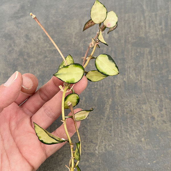 ホヤ：ラクノーサ　バリエガータ（花芽もしくは花座付き）　3号吊り鉢