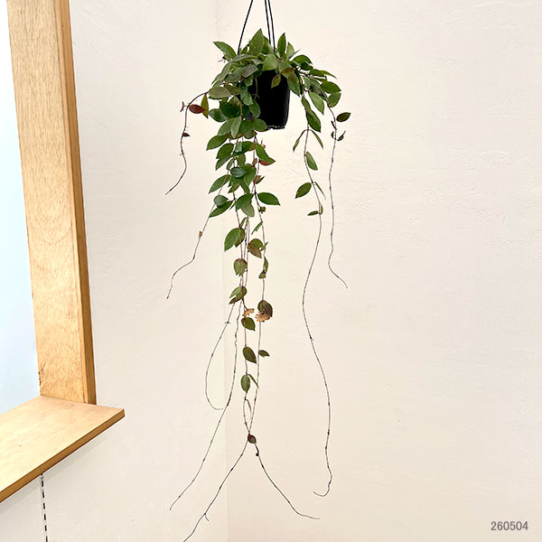 ホヤ：ワリニアーナ（花芽もしくは花座付き）　4号吊り鉢