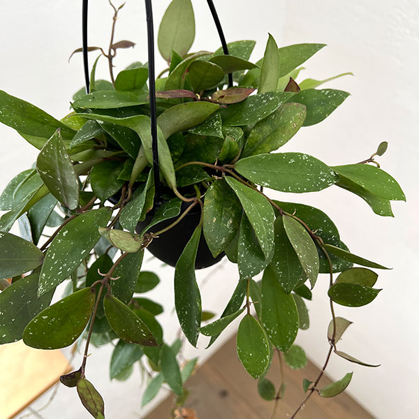ホヤ：ワリニアーナ（花芽もしくは花座付き）　4号吊り鉢
