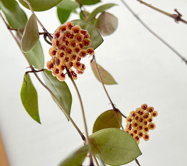 ホヤ：ワリニアーナ（花芽もしくは花座付き）　4号吊り鉢