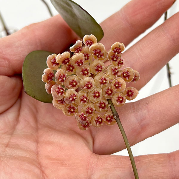 ホヤ：ワリニアーナ（花芽もしくは花座付き）　4号吊り鉢