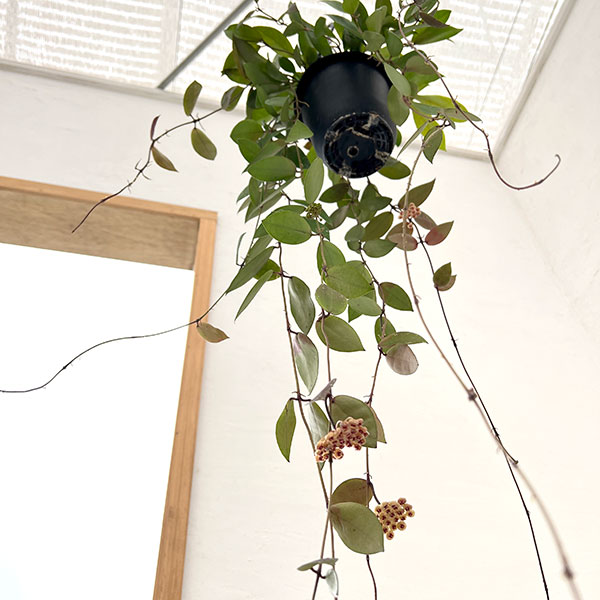 ホヤ：ワリニアーナ（花芽もしくは花座付き）　4号吊り鉢