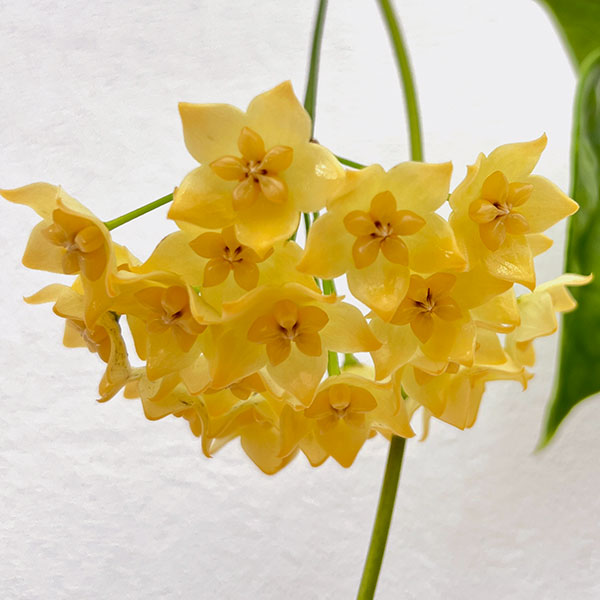 ホヤ：ファルラー（花芽もしくは花座付き）　4号吊り鉢