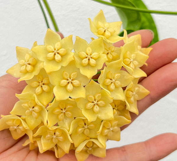 ホヤ：ファルラー（花芽もしくは花座付き）　4号吊り鉢