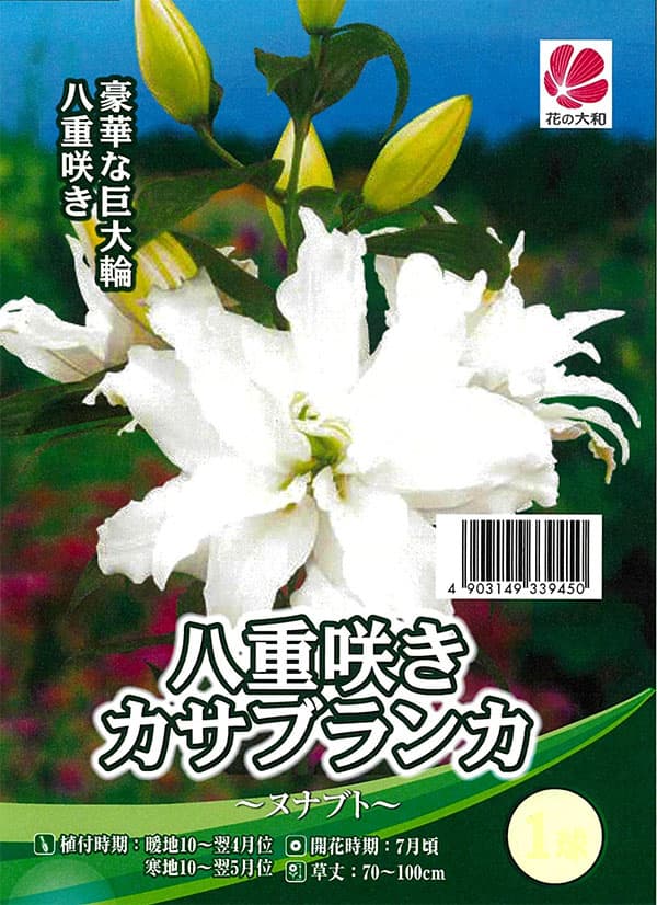 [26年10月中下旬予約]ユリ：カサブランカ（八重咲き）ヌナブト1球入り