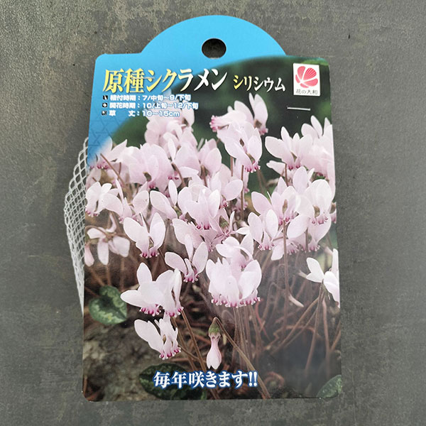シクラメン(原種系):シリシウム1球入り